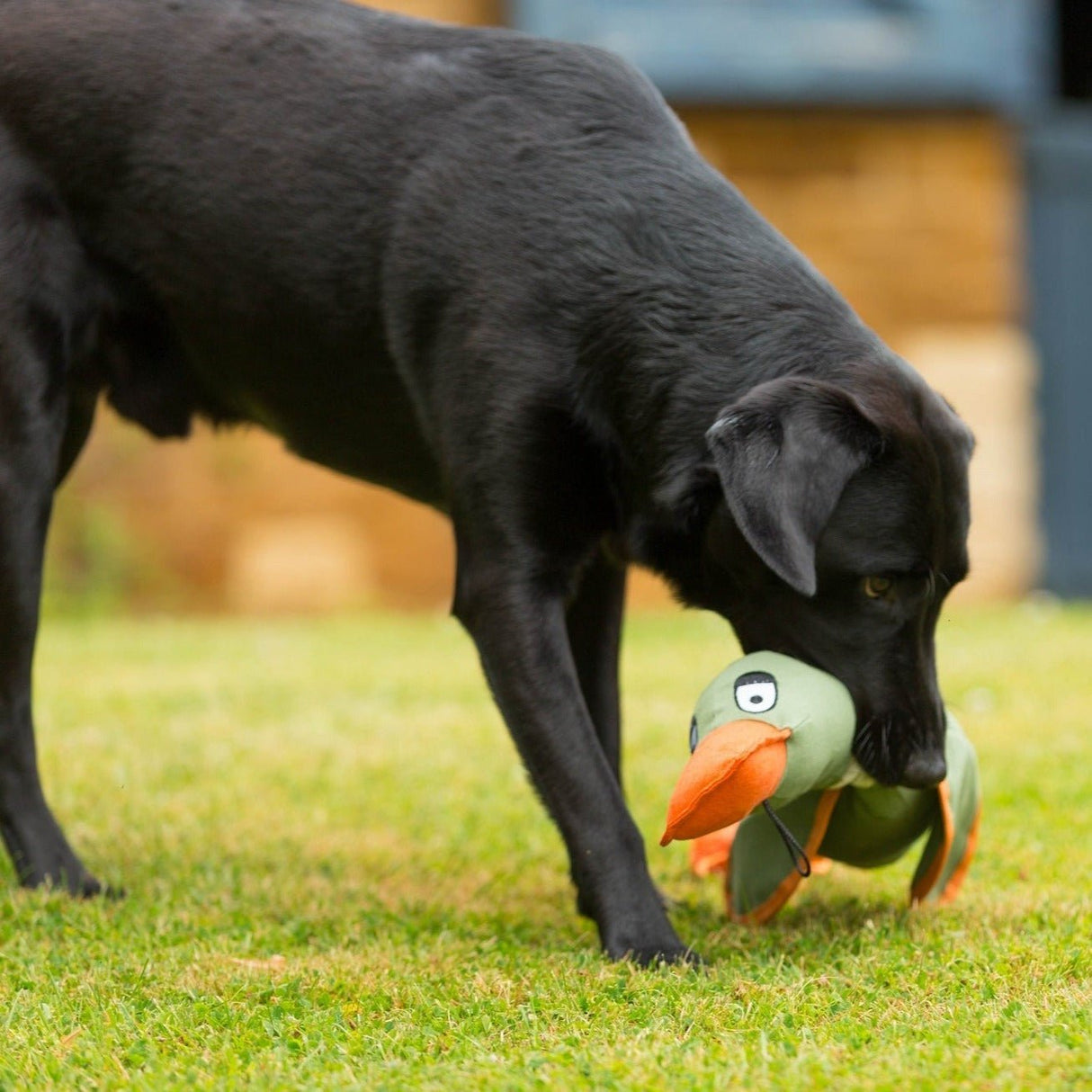 Canvas Duck Thrower Dog Toy Khaki | Two-Sizes, House of Paws, Khaki