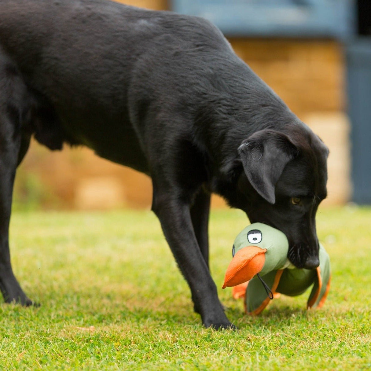 Canvas Duck Thrower Dog Toy Navy | Two-Sizes, House of Paws, Navy