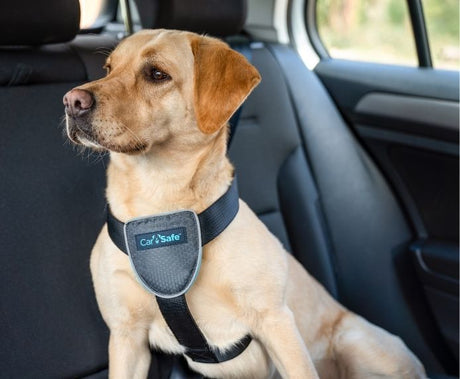 CarSafe Dog Car Harness, Company of Animals, Large