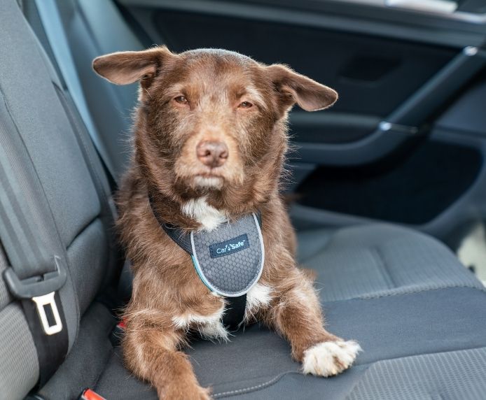 CarSafe Dog Car Harness, Company of Animals, Large