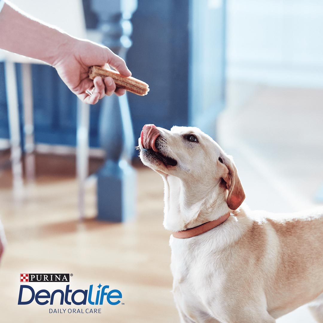 Dentalife Large Breed Dog Dental Chew 6x4 (24 Sticks), DentaLife,