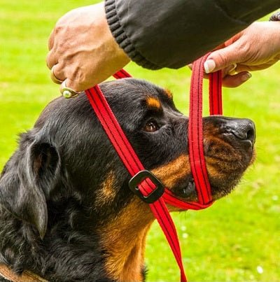 Gencon All-In-One Clip to Collar Headcollar & Lead, Gencon, Red/Black