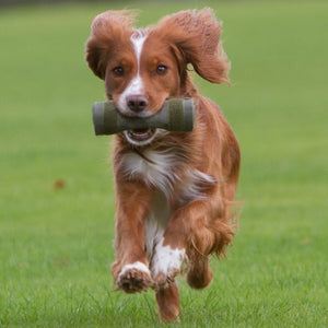 Dog Training & Agility
