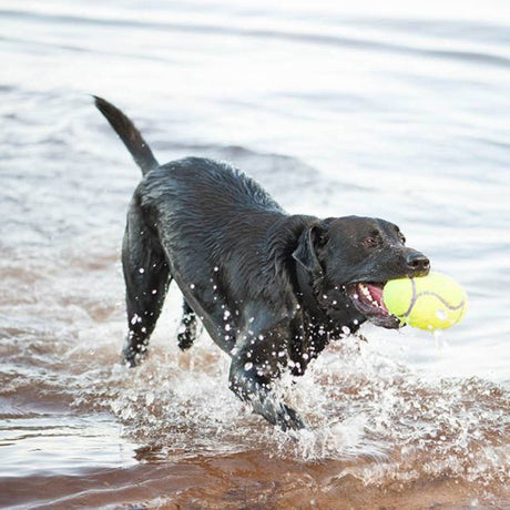 KONG AirDog Squeaker Football Dog Toy, Kong,