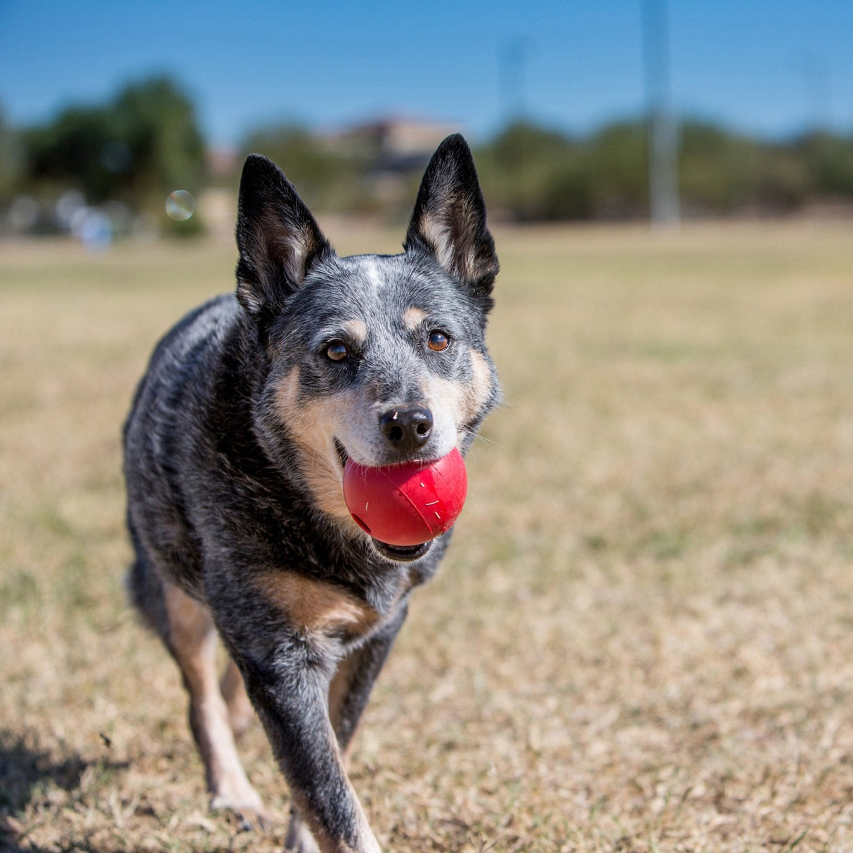 KONG Ball Dog Toy, Kong,