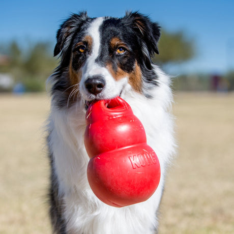 KONG Bounzer Dog Toy, Kong,