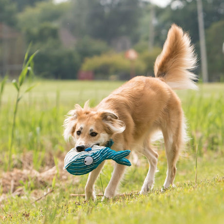 KONG CuteSeas Whale Dog Toy, Kong,