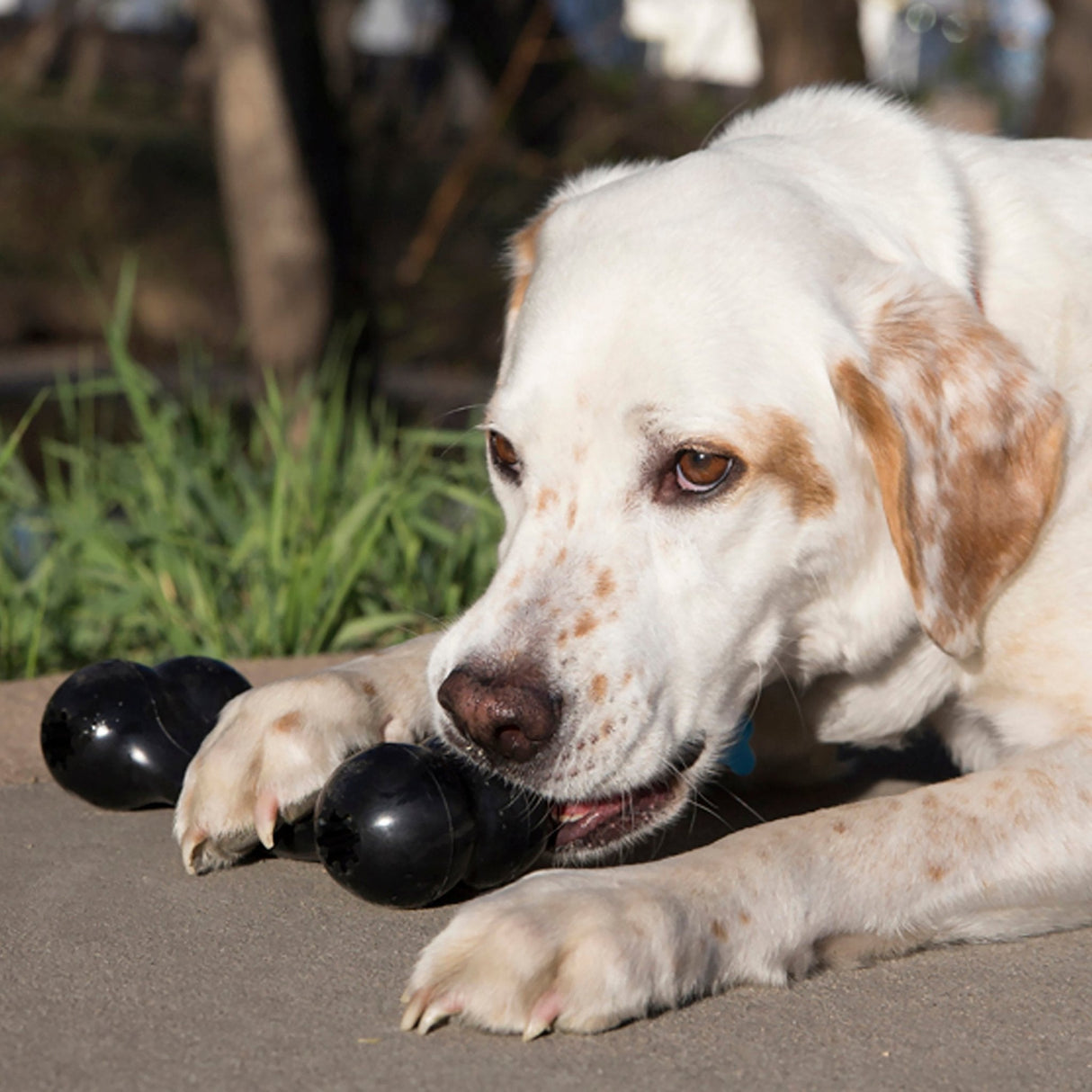 KONG Extreme Goodie Bone Dog Toy, Kong,