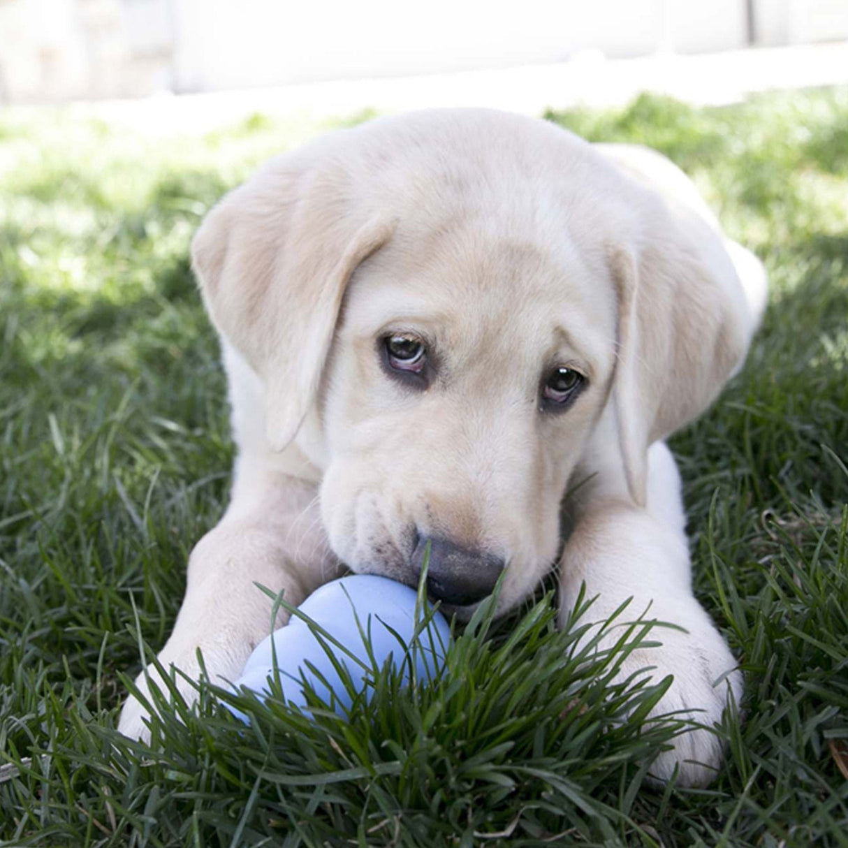 KONG Puppy Dog Toy - Ideal for Teething, Kong, Small