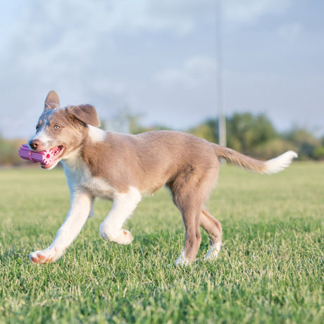 KONG Puppy Teething Stick Dog Toy, Kong,