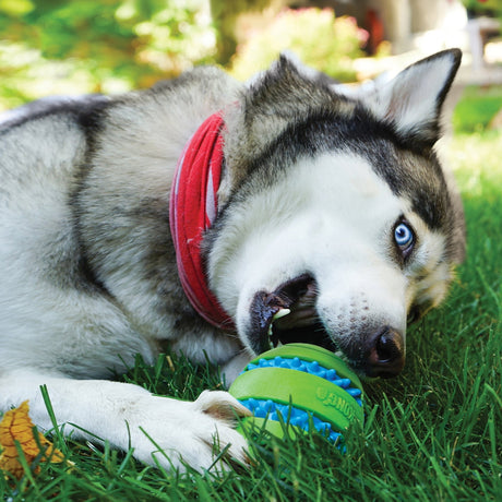 KONG Squeezz Goomz Ball Dog Toy, Kong, XLarge