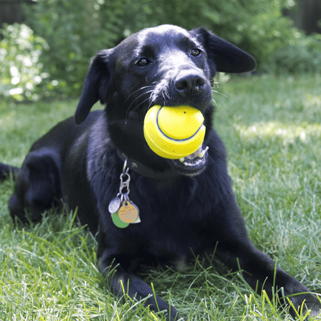 KONG Squeezz Tennis Ball Dog Toy, Kong, Medium